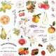 Высечки + наклейки - Fruit Paradise - Prima Marketing